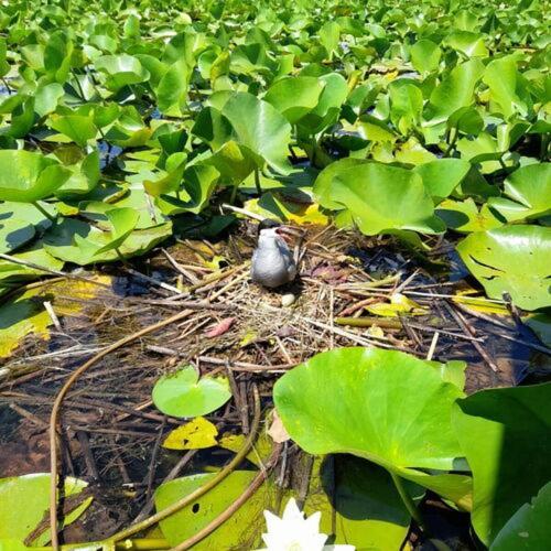 ホテル Agropensiuea Casa Uncu ムリギオル エクステリア 写真